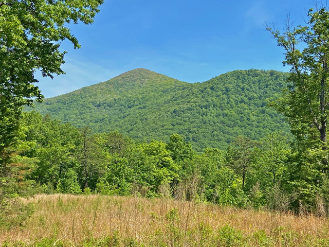 land on National Forest for sale in Georgia