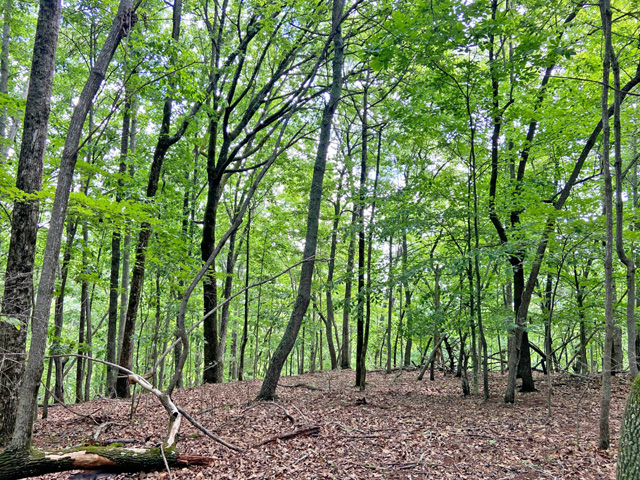 Dahlonega acreage for sale