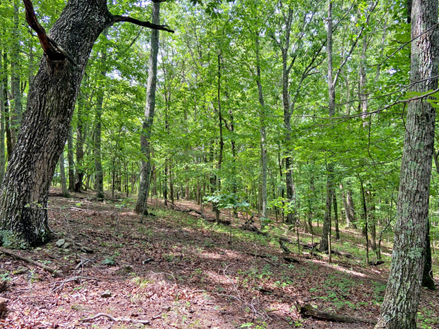 Lumpkin County land for sale