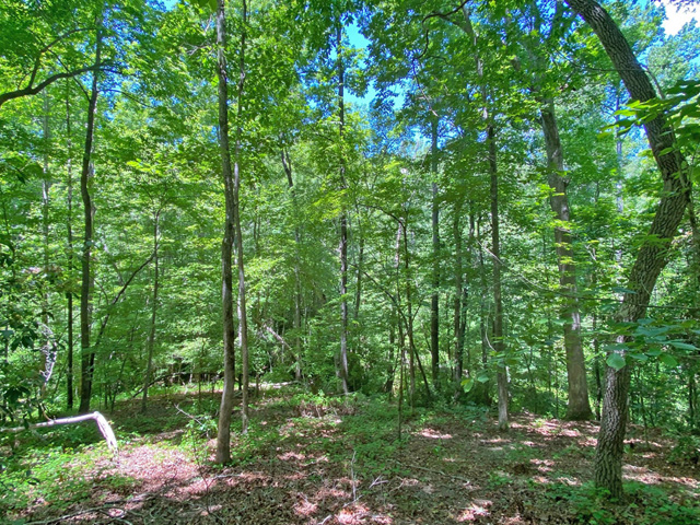 Land for sale Dahlonega