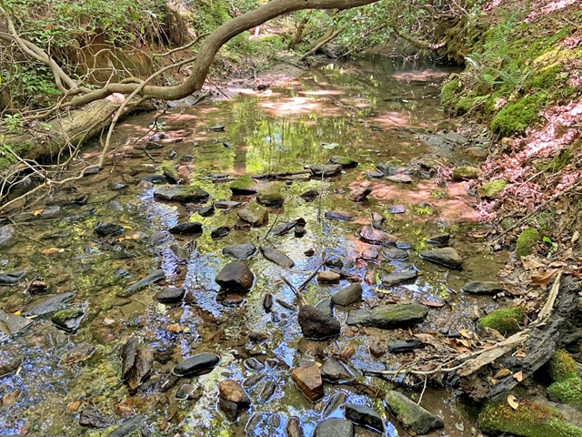 Dahlonega land for sale with creek